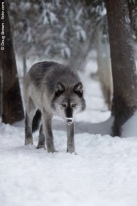 louve dans la neige