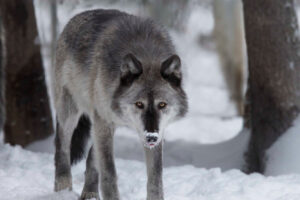 louve dans la neige